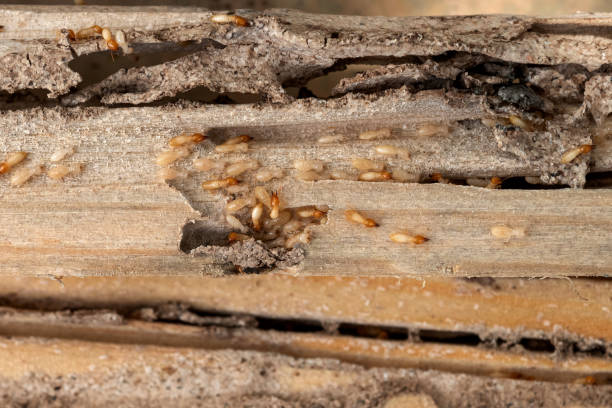Best Emergency Pest Control  in Griswold, IA